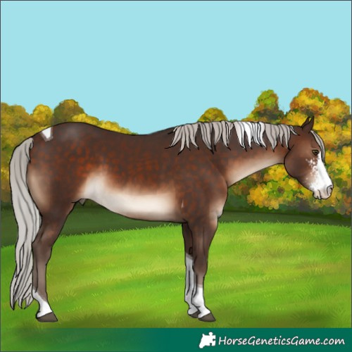Horse Color:Silver Brown Sabino Tobiano 