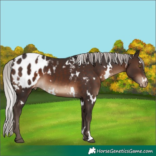 Horse Color:White Spotted Silver Brown Blanket