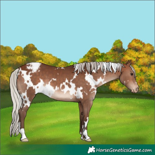 Horse Color:White Spotted Silver Brown Varnish