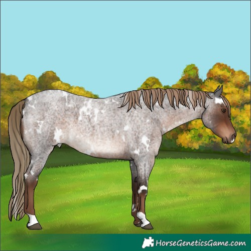 Horse Color:White Spotted Liver Red Roan
