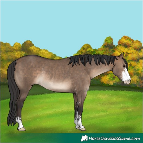 Horse Color:Brown Dun Sabino Rabicano