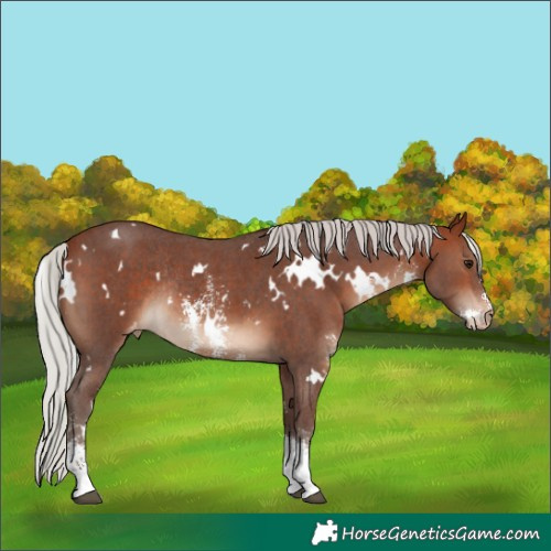 Horse Color:White Spotted Silver Bay Sabino Varnish Rabicano