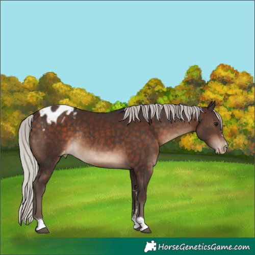 Horse Color:Silver Brown Sabino Varnish Rabicano