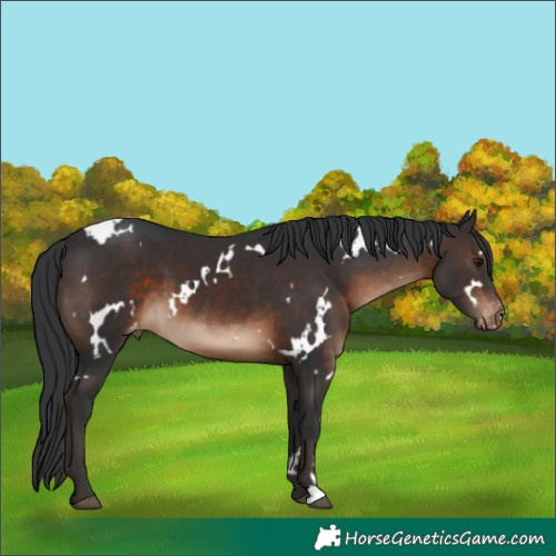 Horse Color:White Spotted Brown Varnish 