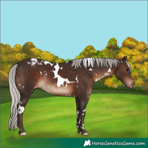 Horse Color:White Spotted Silver Brown Varnish Rabicano