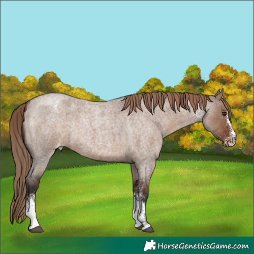 Horse Color:White Spotted Liver Red Dun Roan Varnish Rabicano 