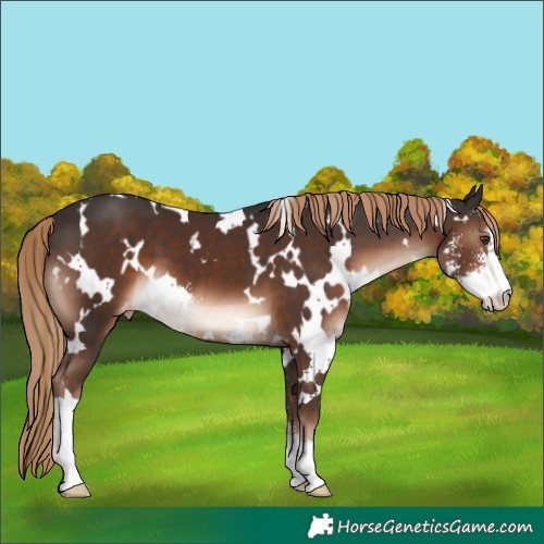 Horse Color:White Spotted Liver Chestnut Sabino Varnish 
