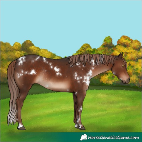 Horse Color:White Spotted Liver Chestnut Rabicano 