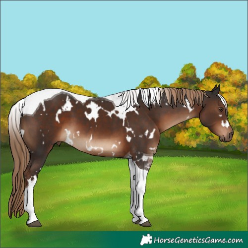 Horse Color:White Spotted Liver Chestnut Tobiano