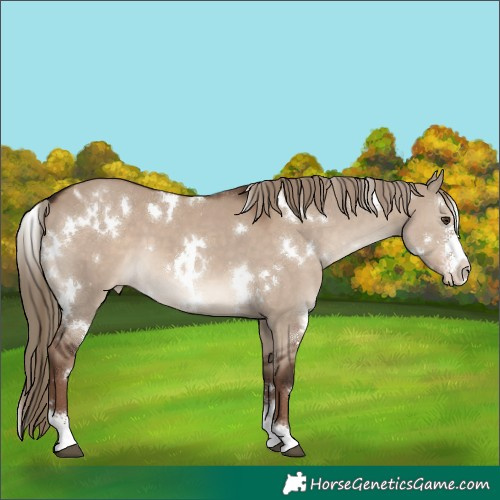 Horse Color:White Spotted Liver Red Dun Sabino Varnish