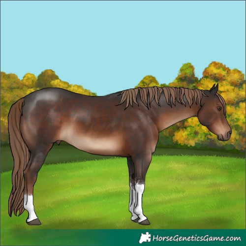 Horse Color:Liver Chestnut Tobiano Rabicano 