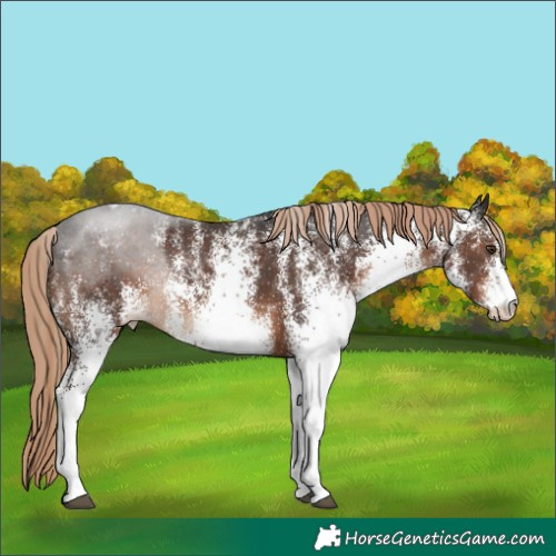 Horse Color:White Spotted Liver Chestnut Blanket Rabicano