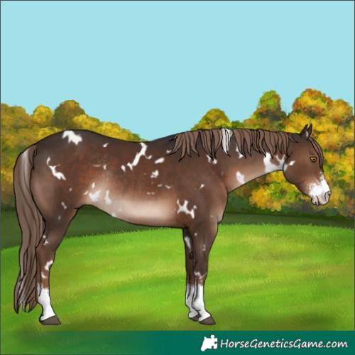 Horse Color:White Spotted Liver Chestnut Sabino Rabicano 