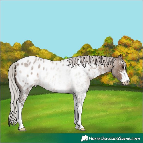 Horse Color:White Spotted Silver Brown Roan Dun Near Leopard Rabicano 