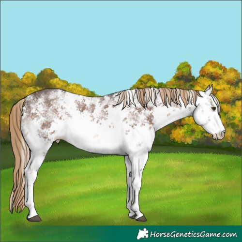 Horse Color:White Spotted Liver Chestnut Sabino Varnish 