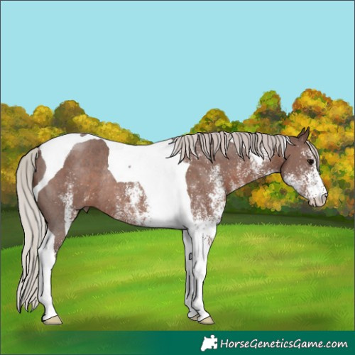 Horse Color:White Spotted Silver Black Tobiano Rabicano 