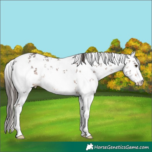 Horse Color:White Spotted Liver Chestnut Sabino Varnish 