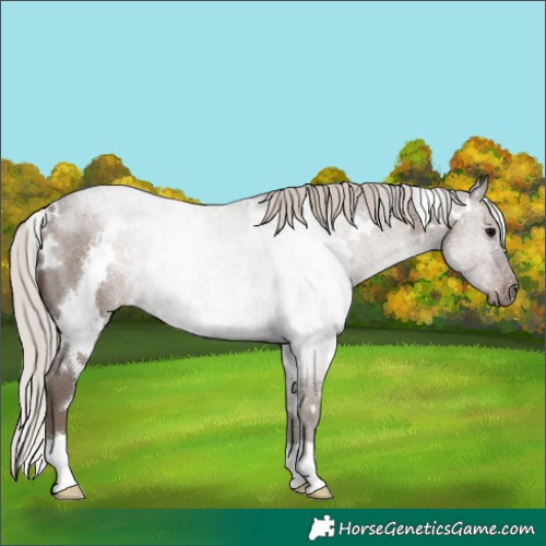 Horse Color:White Spotted Silver Blue Roan