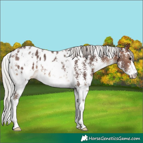 Horse Color:Silver Brown Sabino Blanket