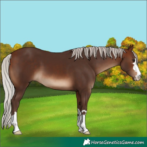 Horse Color:Silver Brown 