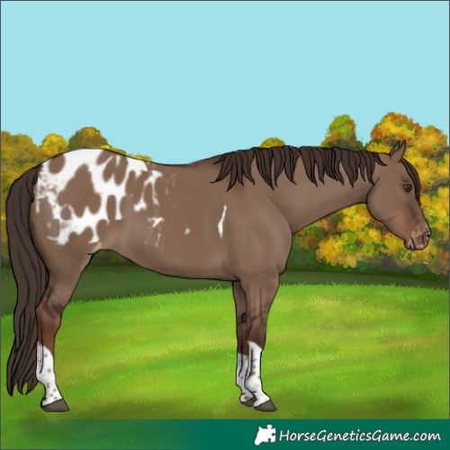 Horse Color:Liver Red Dun Tobiano Blanket 