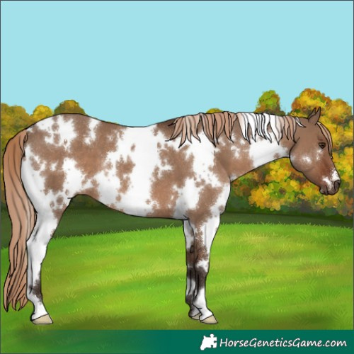 Horse Color:White Spotted Liver Red Dun