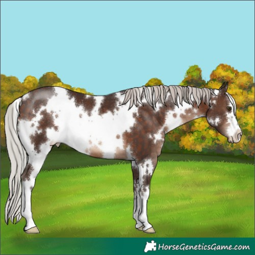 Horse Color:White Spotted Silver Brown Varnish 