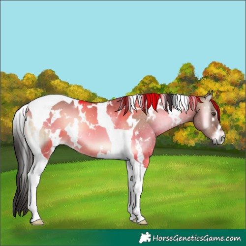 Horse Color:White Spotted Liver Red Dun Onyx Tobiano
