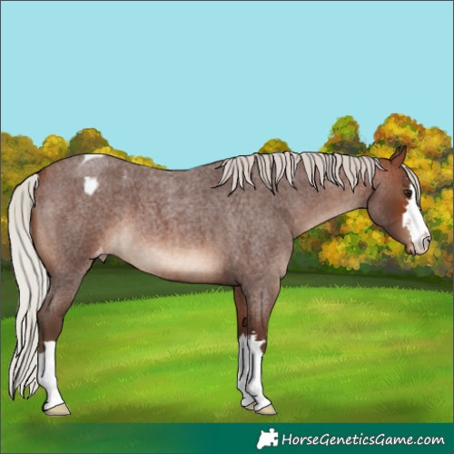 Horse Color:Silver Brown Roan Varnish
