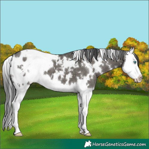 Horse Color:White Spotted Grullo Splash Blanket
