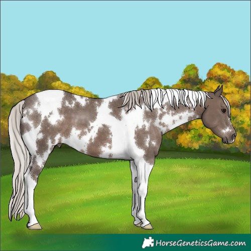 Horse Color:White Spotted Silver Black Tobiano