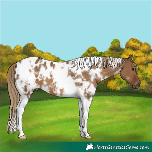 Horse Color:Gray White Spotted Liver Red Dun Tobiano Near Leopard 