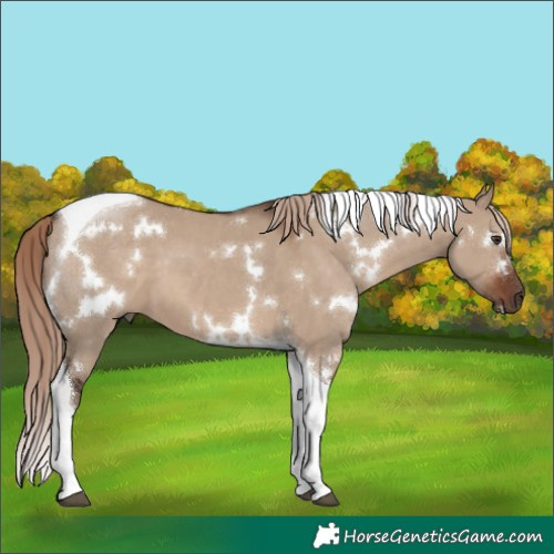 Horse Color:White Spotted Liver Red Dun Tobiano