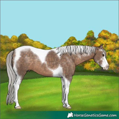 Horse Color:Silver Brown Dun Sabino Tobiano