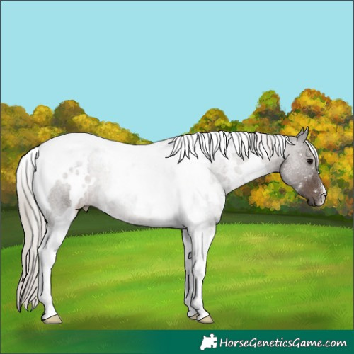 Horse Color:White Spotted Silver Black Tobiano 