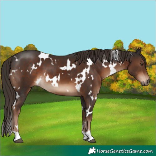 Horse Color:White Spotted Liver Chestnut