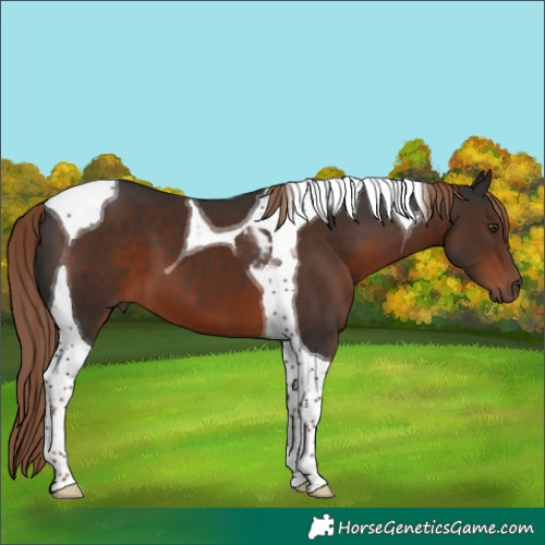 Horse Color:Liver Chestnut Tobiano