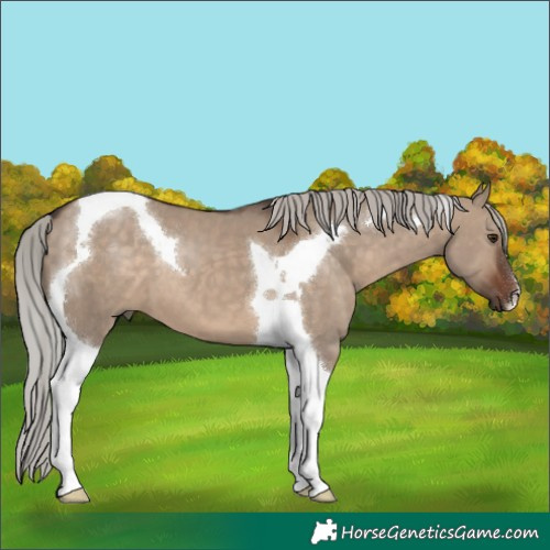 Horse Color:Silver Brown Dun Tobiano