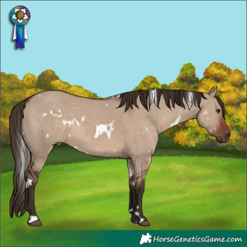 Horse Color:White Spotted Liver Red Dun 