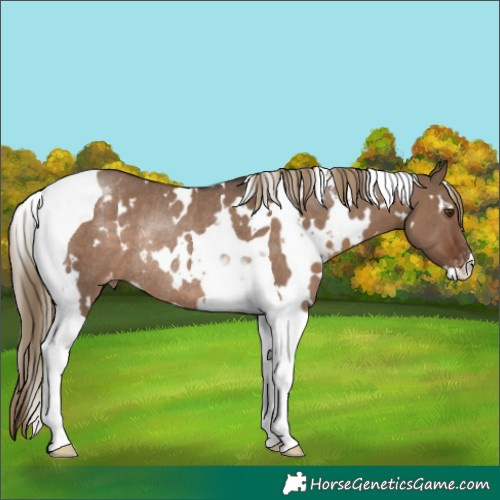 Horse Color:White Spotted Liver Red Dun Tobiano Blanket Rabicano
