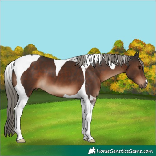 Horse Color:Liver Chestnut Tobiano