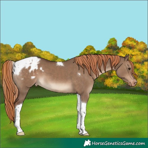 Horse Color:Liver Red Dun Tobiano Varnish
