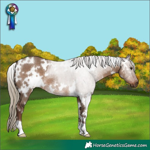 Horse Color:White Spotted Liver Red Dun