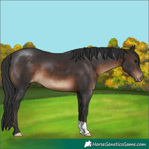 Horse Color:Brown Varnish