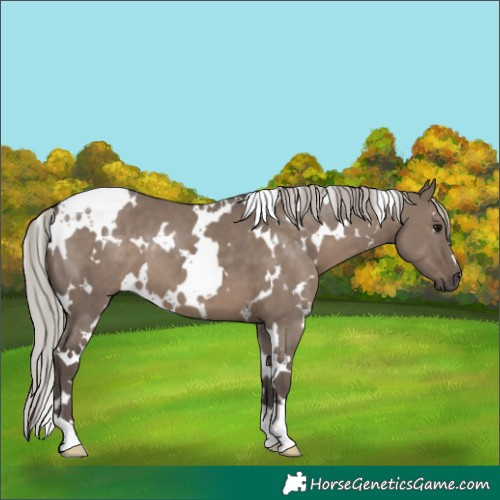 Horse Color:White Spotted Silver Grullo