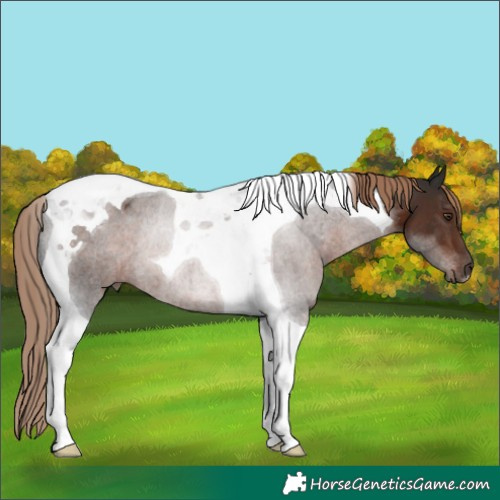 Horse Color:Liver Chestnut Tobiano Rabicano 