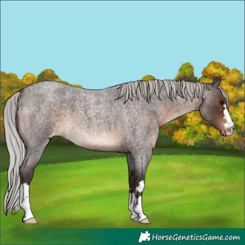 Horse Color:Silver Brown Roan Varnish 