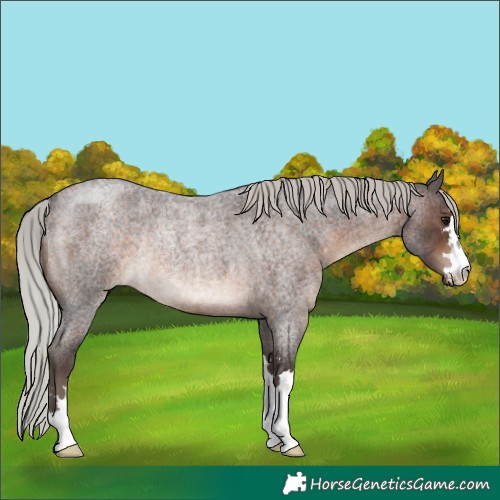 Horse Color:Silver Brown Roan Rabicano