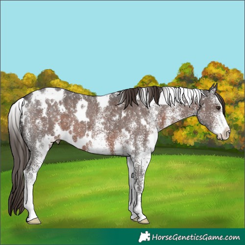 Horse Color:White Spotted Liver Chestnut