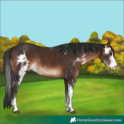 Horse Color:Brown Sabino Varnish Rabicano
